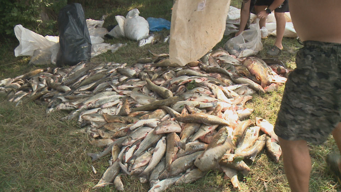 Uhynuté ryby z Hrona