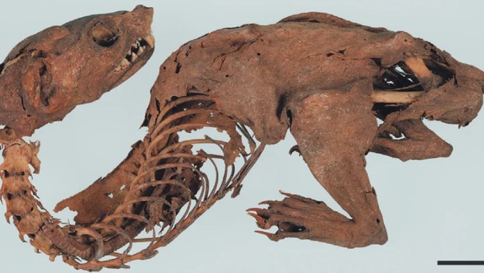 Odborníci konečne prišli na kĺb záhade starovekého „mumifikovaného draka“. Také rozuzlenie nik nečakal