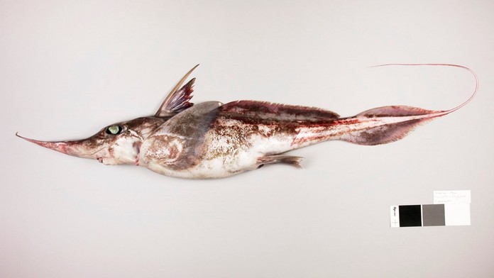 Nový druh živočícha zo skupiny austrálskych sloních rýb