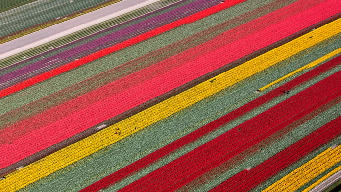 Netherlands_Daily_Life366409347151.jpg
