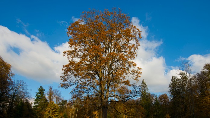 Javor (ilustračná foto)