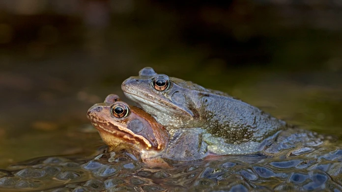 Žaby