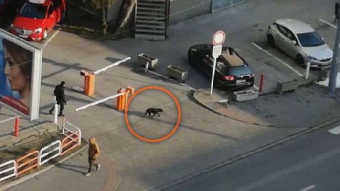 Venčenie v bratislavskom Ružinove sa pre mnohých psíčkarov zmenilo na prechod vojnovou zónou