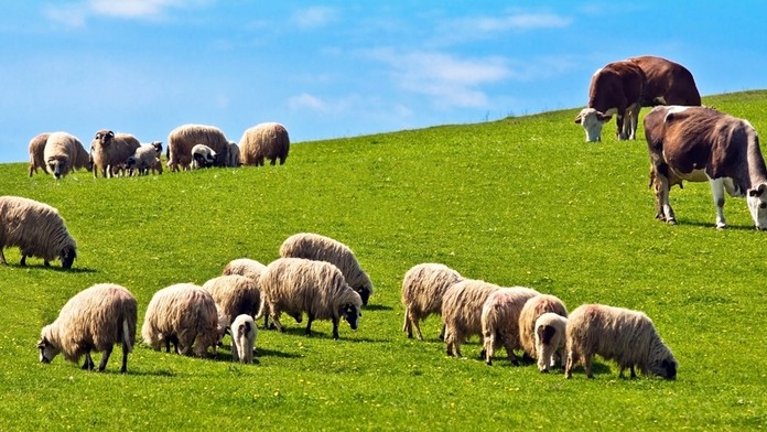 Na Novom Zélande chcú presadiť novú schému. Farmári budú platiť za prdenie a grganie hospodárskych zvierat