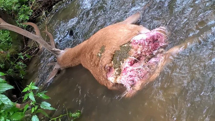 Poľanu zriadili ako revír na ochranu jeleňov,