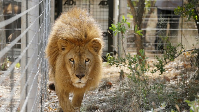 Bývalý cirkusový lev vo výbehu v Južnej Afrike.