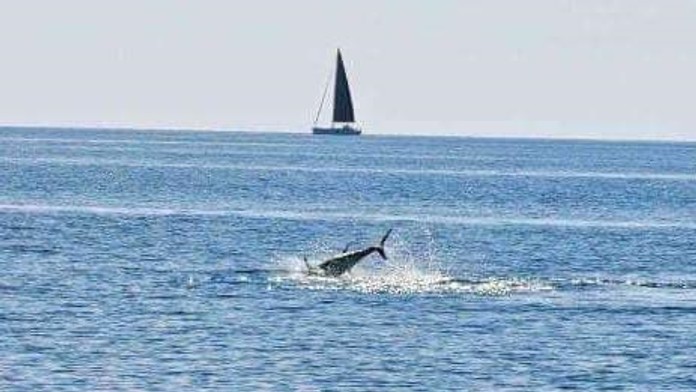 Surfisti v Chorvátsku zostali v šoku. Vo vodách Jadranu údajne zazreli žraloka