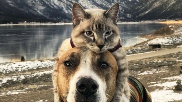 Kamaráti Henry a Baloo