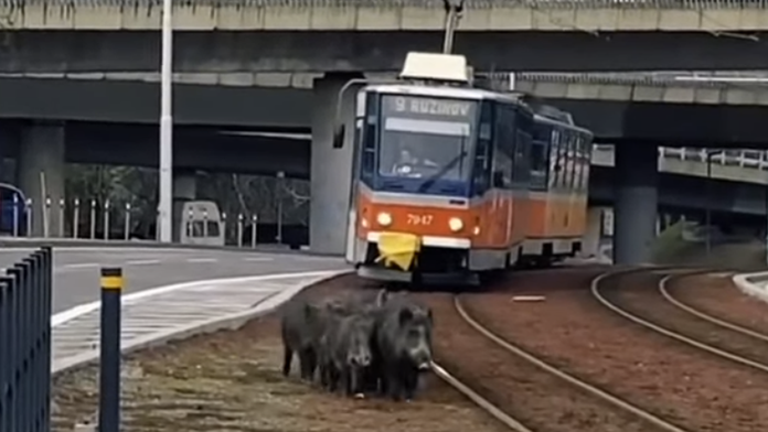 Diviaky pri moste Lafranconi v Bratislave