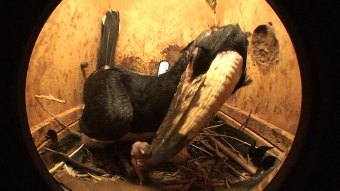 Samička zobákorožca s mláďaťom.