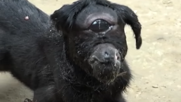 Kozička s jedným okom. 