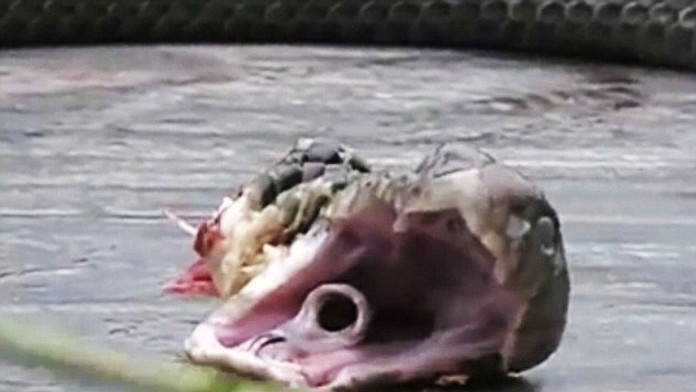 Odrezaná hlava kobry.