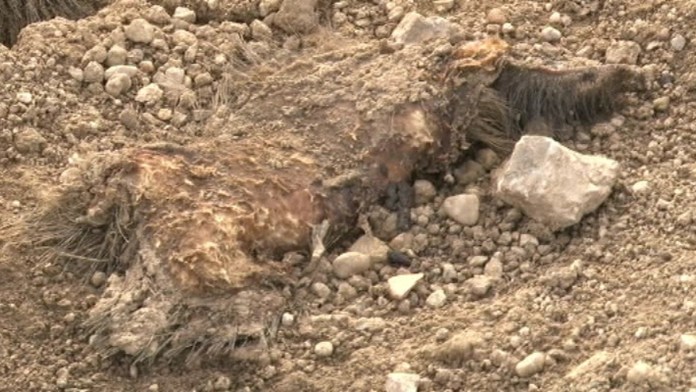 19 TN Mrtvy diviak nakaza.transferweb_jpg_bez_watermarku_1.jpg