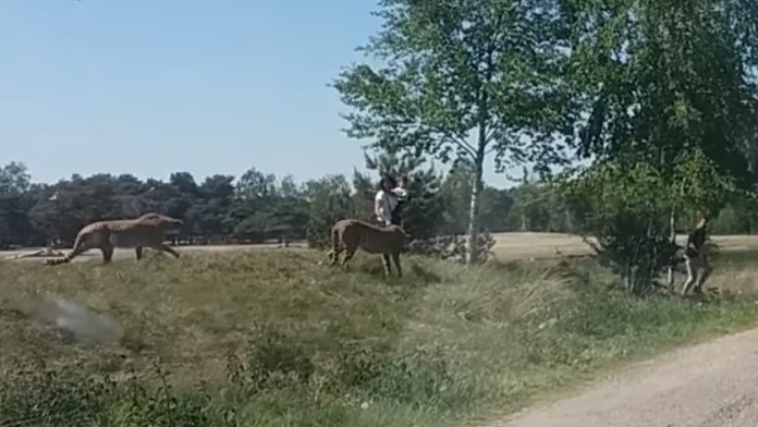 Gepardi zahnali rodinu do auta.