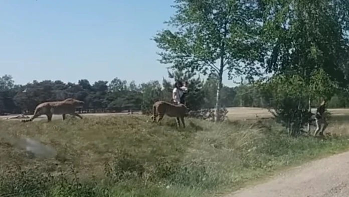 Gepardi zahnali rodinu do auta.