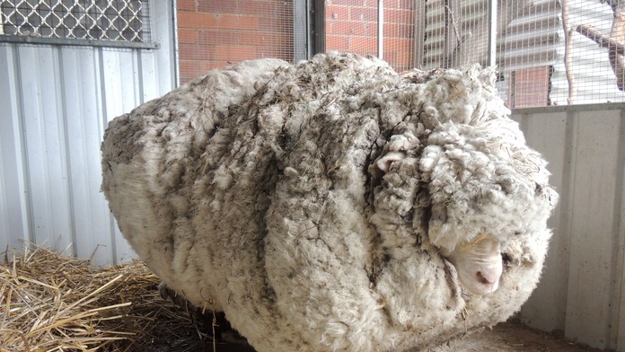 Na snímke baran, ktorého našli   strateného v austrálskom buši 