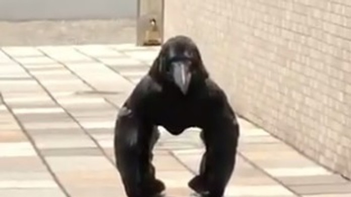 Netradičná póza havrana.