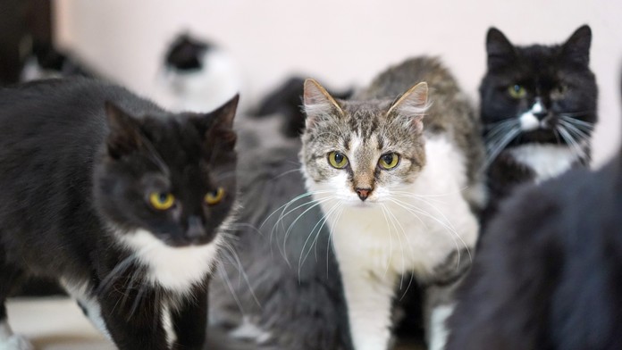 Mačky - ilustračná snímka