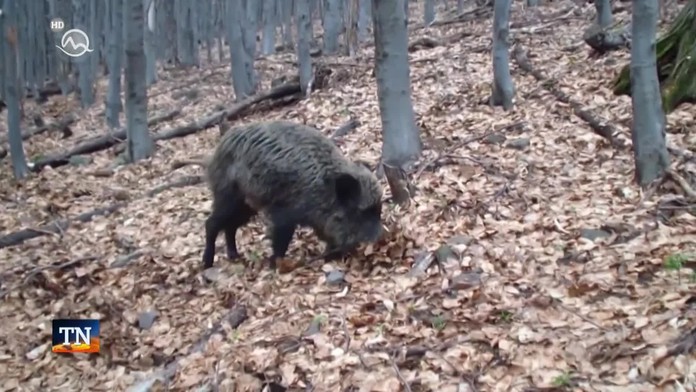 Čo s divinou? Hoci poľovníci redukujú stavy, mäso nemá kto zjesť