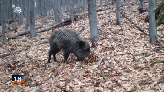 Čo s divinou? Hoci poľovníci redukujú stavy, mäso nemá kto zjesť