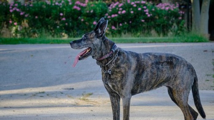 Zatúlaný pes pobehoval po dedine. Zachránil tak život svojho majiteľa