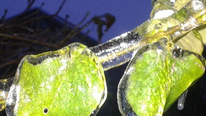 Zamrznuté listy v Prahe.