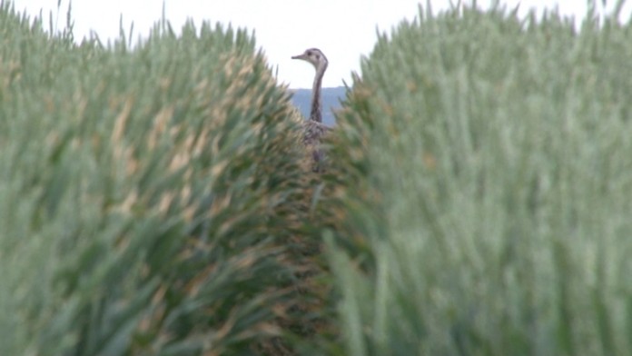 Nandu pampovému sa na slobode darí.