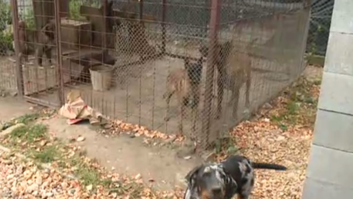 Majitelia vlastnia šesť psov. 