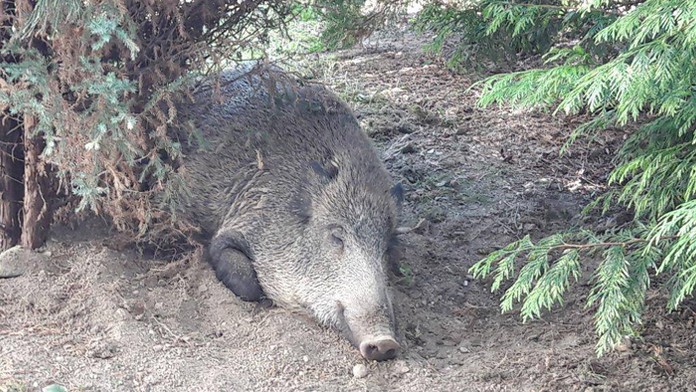 Uspatý diviak v areáli Strednej priemyselnej  školy stavebnej v Žiline.