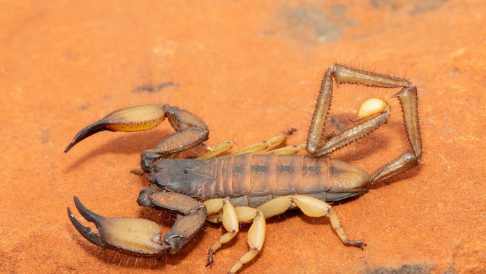 Prežili dinosaury, nezabije ich ani výbuch atómovej bomby. Vedci zistili, prečo sú škorpióny víťazmi evolúcie