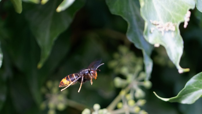 Nebezpečný predátor je predo dvermi. V Česku potvrdili prvý výskyt invazívneho druhu