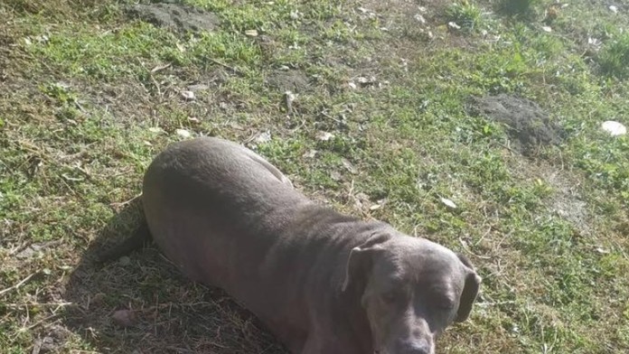 Ako oprvé si Ema skúša jednoduché hladké šaty.