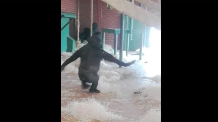 Trojročný gorilí samček tancuje.