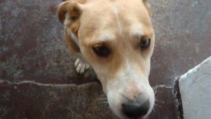 Roztrhaný Kuťko.jpg