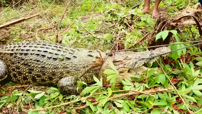 V Indonézii vyzabíjali takmer 300 krokodílov