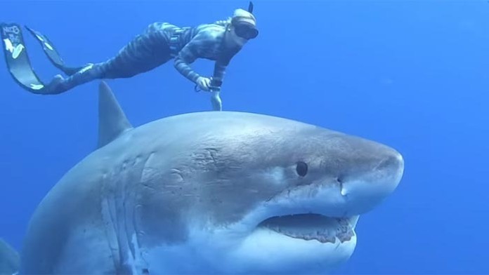 Zdeno Chára (vpravo) v bitke s Patrickom Maroonom zo St. Louis.