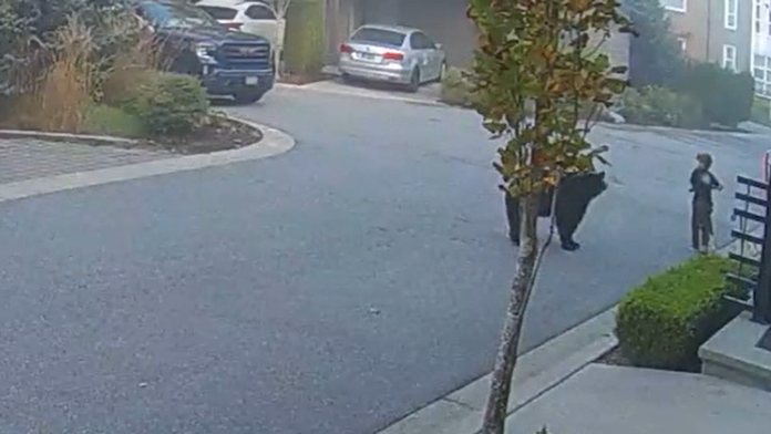 VIDEO: K chlapcovi sa rozbehol medveď, nebyť rýchlej reakcie suseda mohlo dôjsť k tragédii