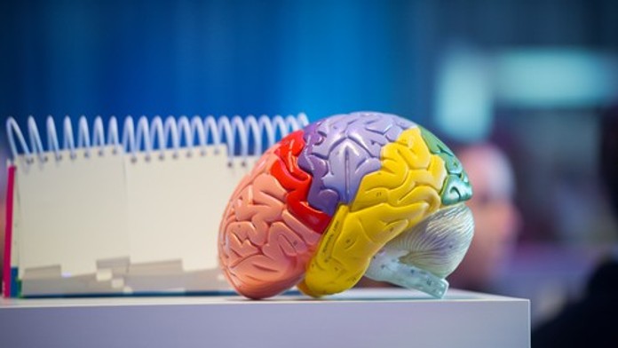 Mozog je flexibilnejší, než sme si mysleli. Ako zmeniť jeho nastavenie v dospelosti?