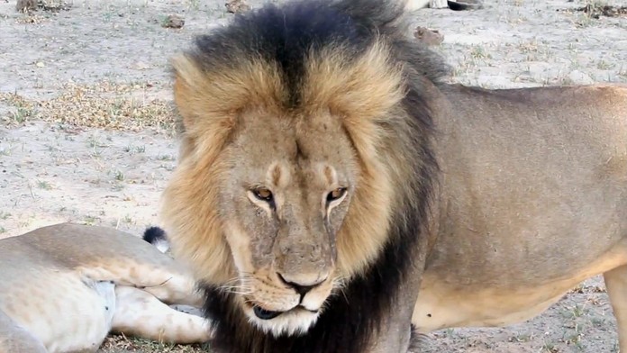 Cecil bol symbolom národného parku