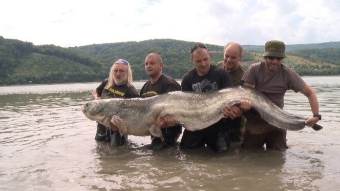 Rekordný sumec na Domaši.