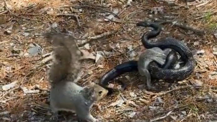 VIDEO: Matka roka z ríše zvierat. Boj veveričky s hadom o život mláďaťa sa stal virálnym hitom