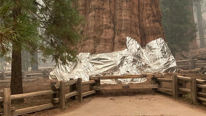 Najväčšie stromy sveta sú ohrozené požiarom. V Kalifornii ich preto obalia do ohňovzdorných obalov