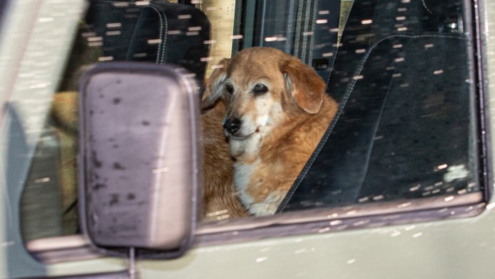 Muick a Sandy sú poslední psi z radu viac ako 30 corgiov, ktoré kráľovná za života vlastnila.  