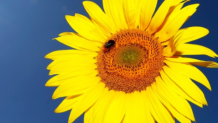 Slnečnica - ilustračné foto.