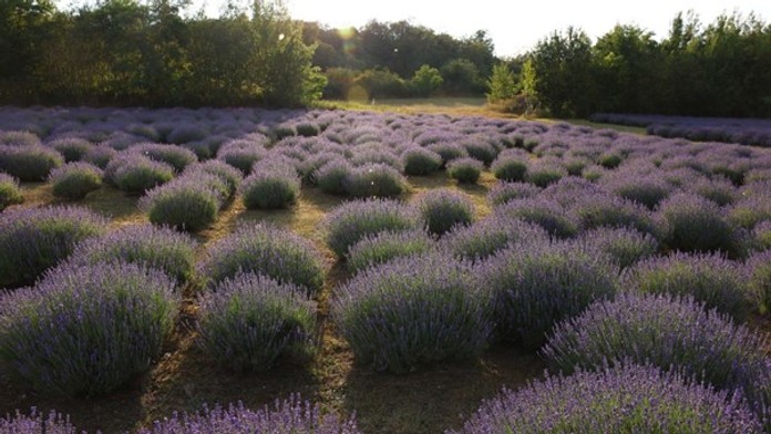 Príbeh Levanduľového údolia: Slovanské dedičstvo, veda a liečivá sila prírody