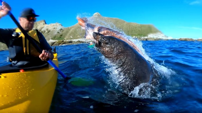 Tuleň udrel muža do tváre.