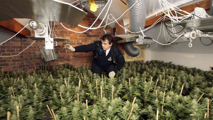 Muž si takto v pivnici pestoval marihuanu