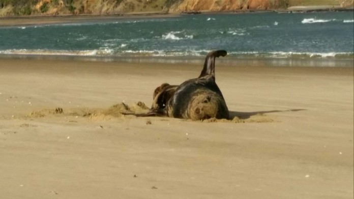 Generálny manažér slovenskej hokejovej reprezentácie Miroslav Šatan počas tréningu na zraze.