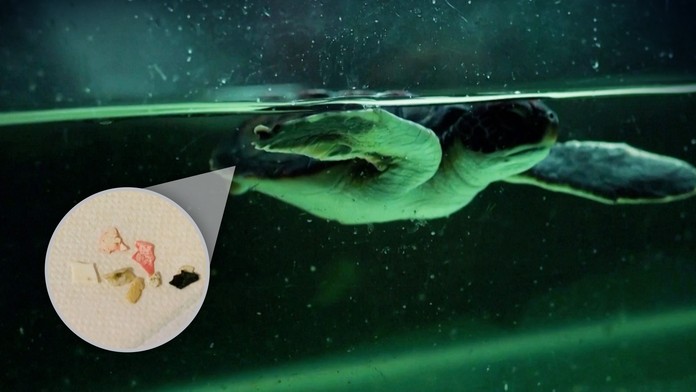 Znepokojivý dôkaz, ako veľmi sú znečistené moria: Zachránená korytnačka vylučuje plast niekoľko dní