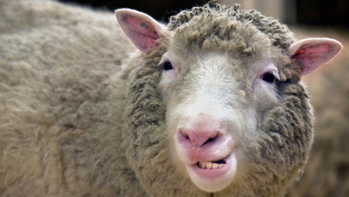 Na archívnej snímke zo 4. januára 2002 klonovaná ovca Dolly.